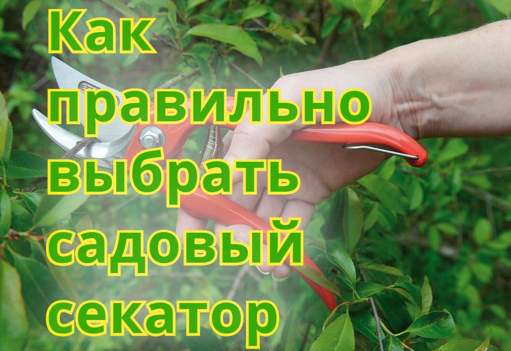 Как правильно выбрать садовый секатор Как правильно выбрать садовый секатор