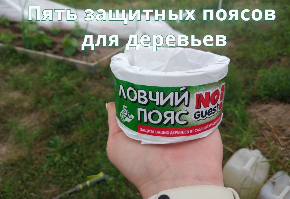 Пять защитных поясов для деревьев Пять защитных поясов для деревьев