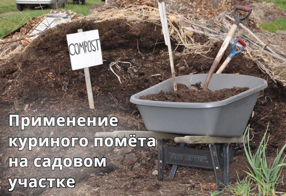 Применение куриного помёта на садовом участке Применение куриного помёта на садовом участке