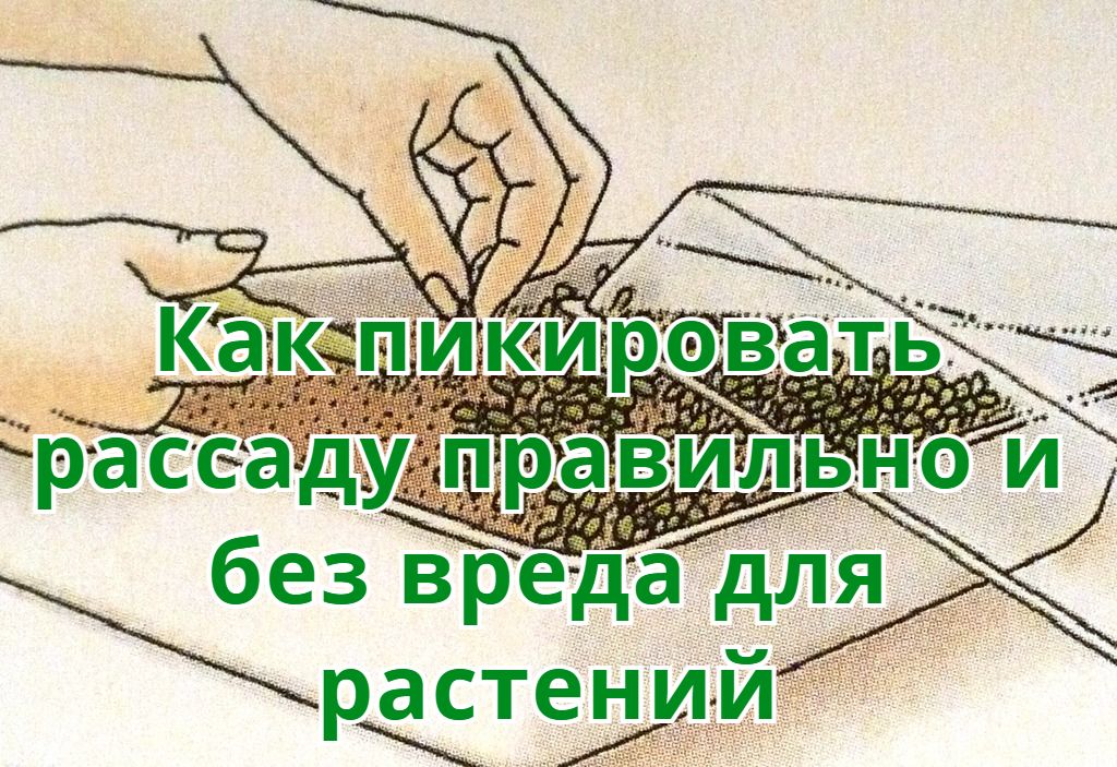 Как пикировать рассаду правильно и без вреда для растений Как пикировать рассаду правильно и без вреда для растений