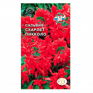 Семена цветов Сальвия Скарлет пикколо (блестящая, низкорослая, красная) (Евро, 0,1) - фото